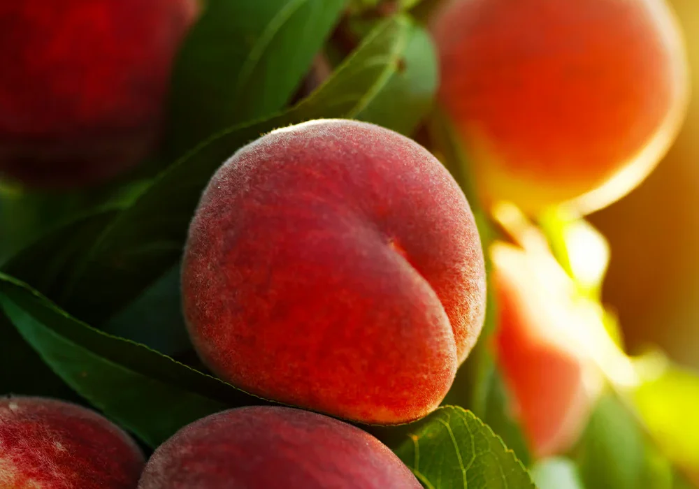 Contender_Peach_Tree_1