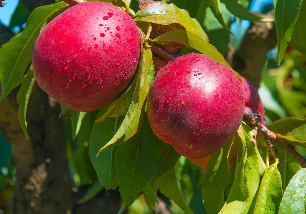 Flavortop_Nectarine_1