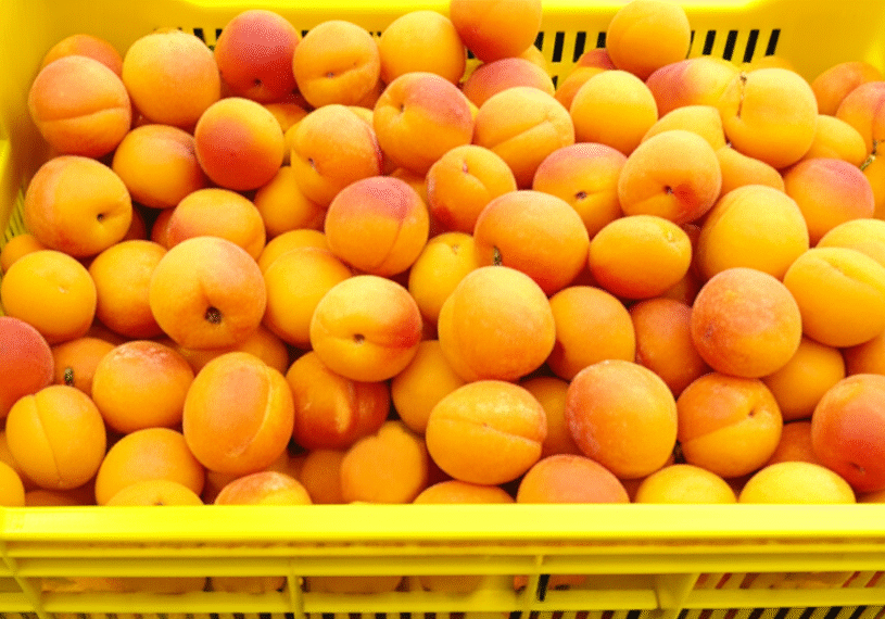 Gemini_Generated_Image_4o7o5l4o7o5l4o7o