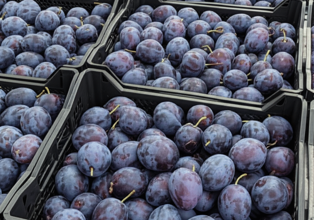 Gemini_Generated_Image_ye515hye515hye51