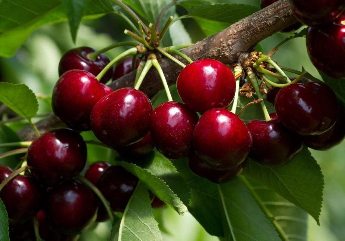 chereshnya_napoleon_krasnaya