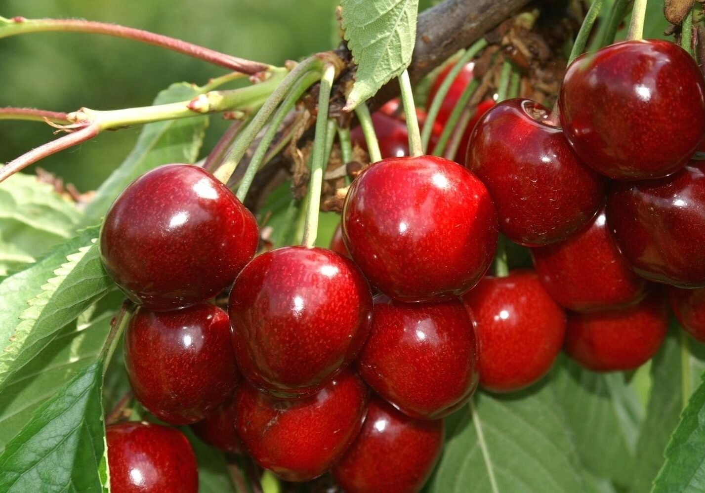 chereshnya_tyutchevka