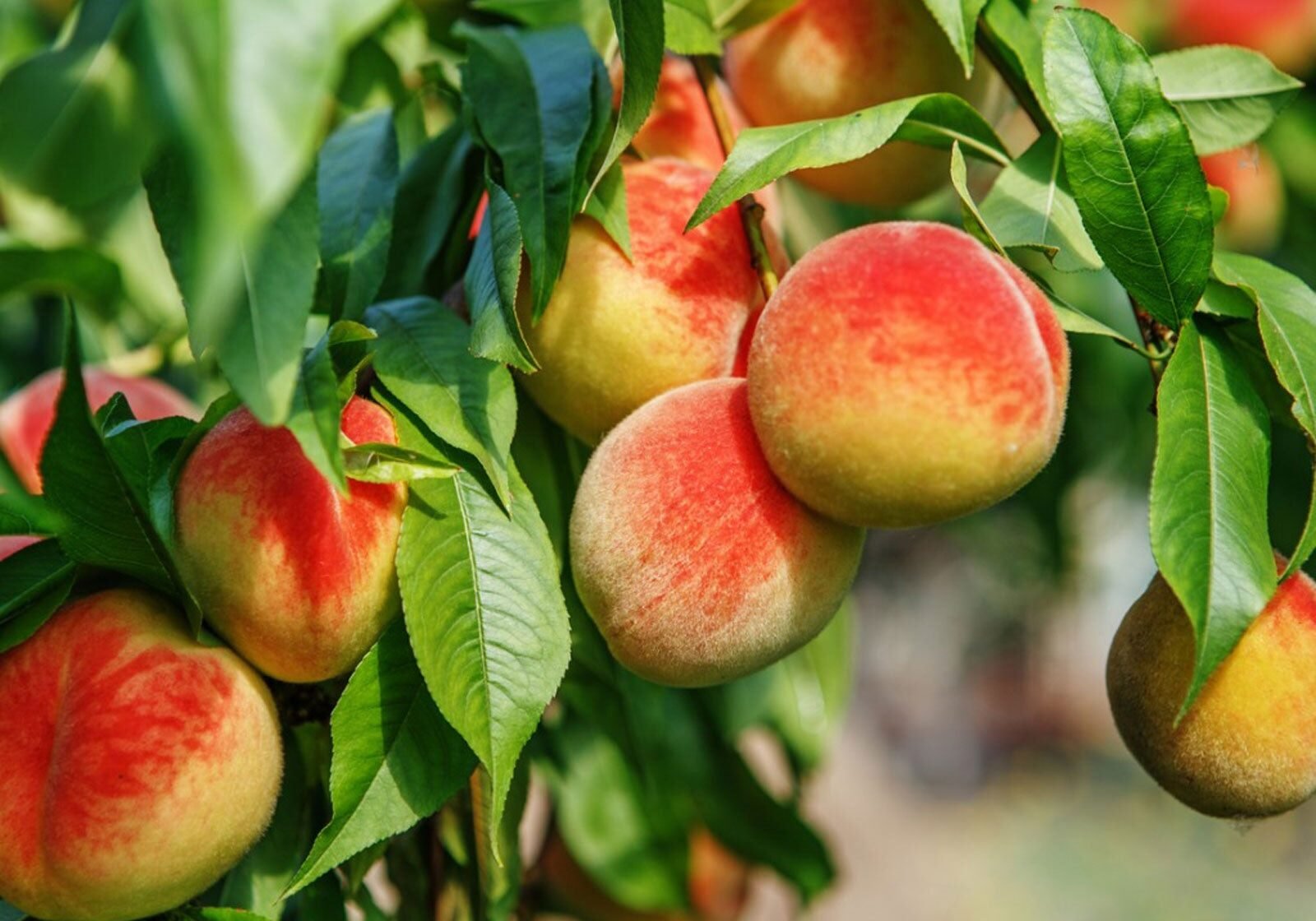 i4Eo3wqMZBECRSaoYdeG4i