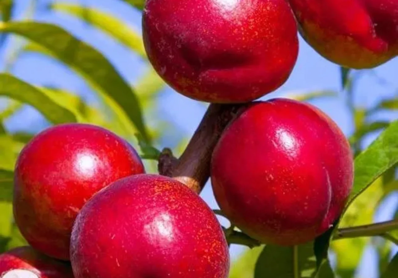 nektarin-krymchanin-2