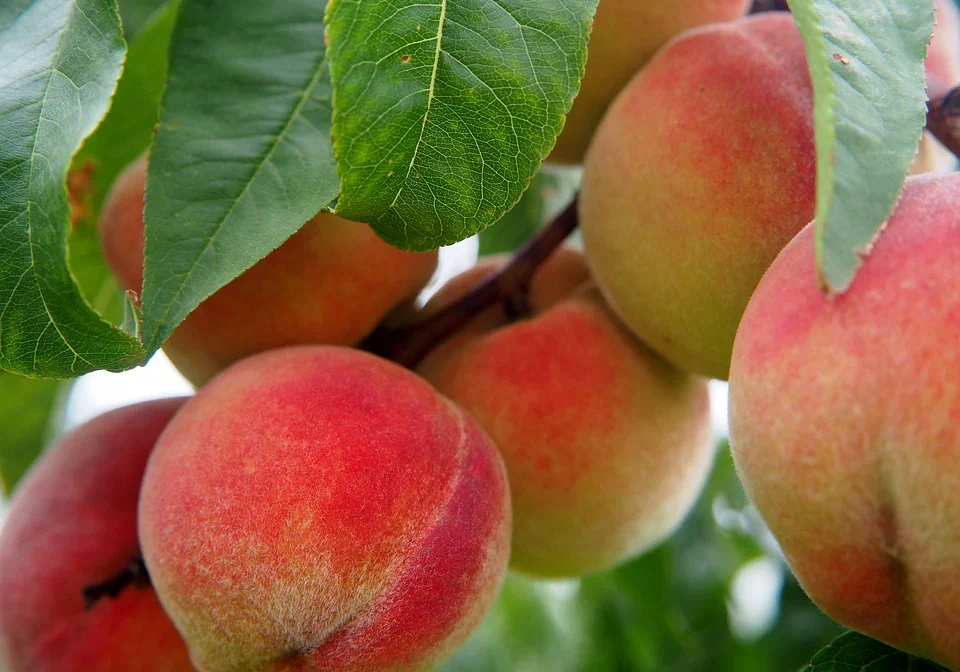 peaches (1)