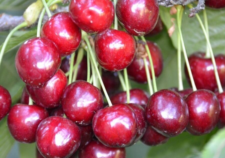 productsquare_northwonder_20151115164134